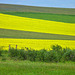 Fields of gold