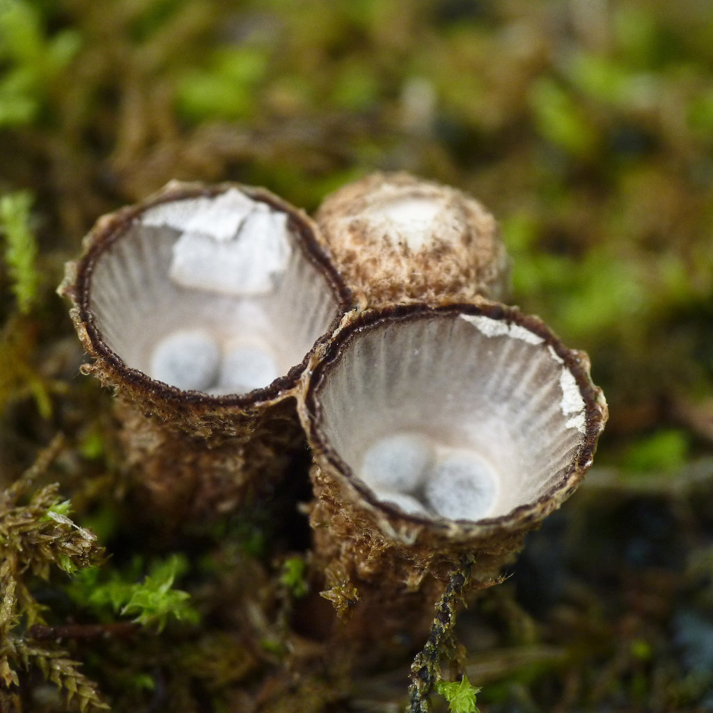 Bird's-nest Fungi