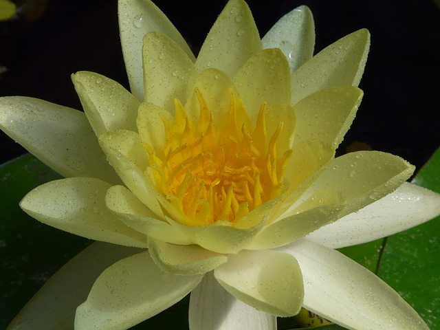 Water Lily