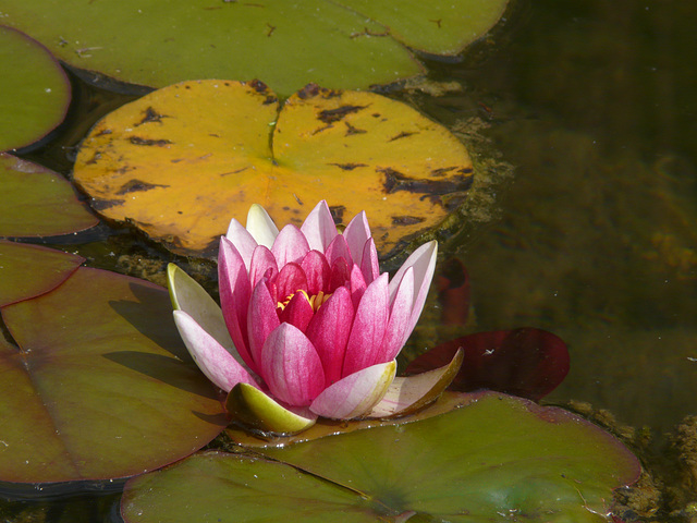 Water Lily treat