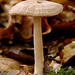 fungi_012