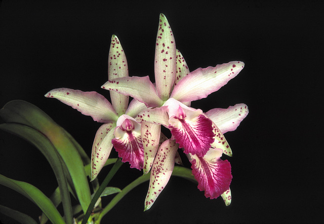 Laeliocattleya Seagulls Royal Flush