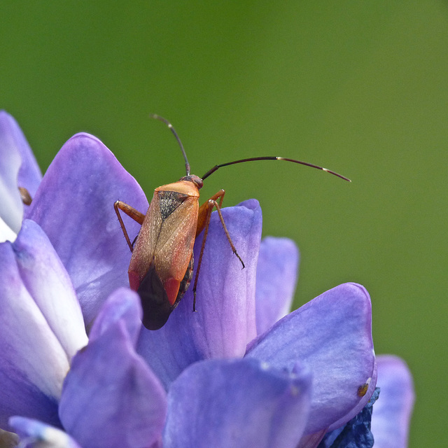 Beetle on Lupine