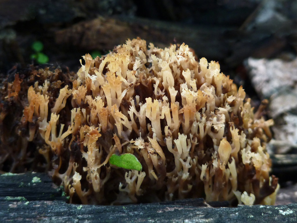 Coral Fungus