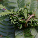 Gall on Fern caused by Chirosia betuleti