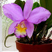 Laeliocattleya White Island