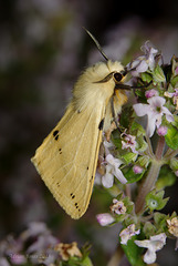 Buff Ermine Moth