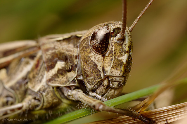 Field Grasshopper (Chorthippus brunneus)