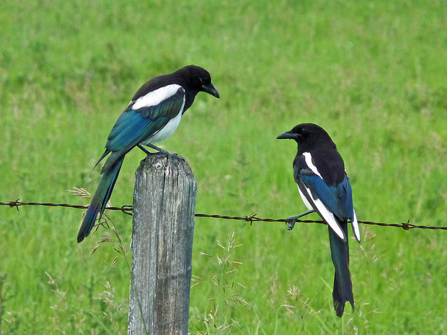 Magpies