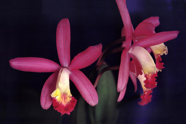 Laeliocattleya Muriel Turner