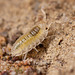 Tiny Woodlouse