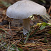 fungi_010