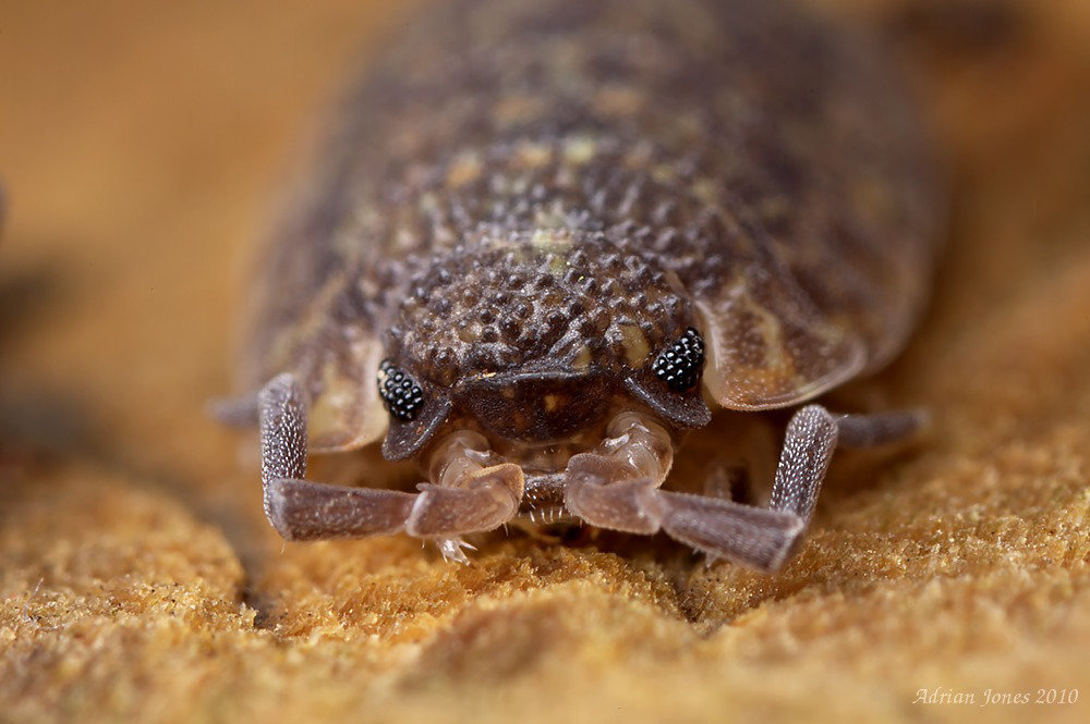Woodlouse