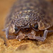 Woodlouse