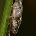 Shed skin of a Froghopper nymph.