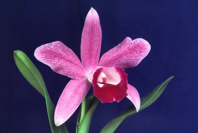 Laeliocattleya Janet