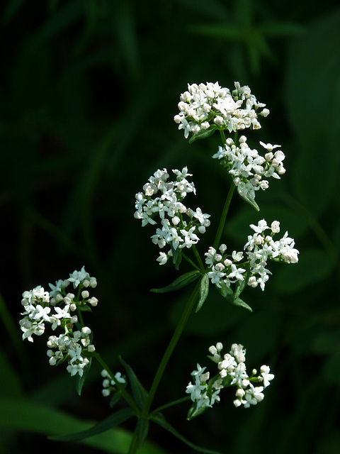 Northern Bedstraw