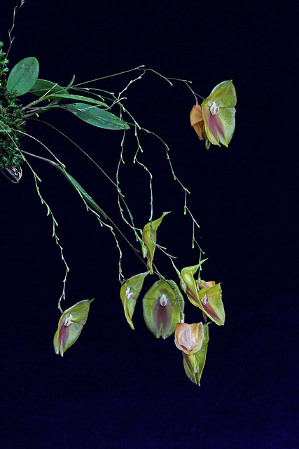 Lepanthes escobariana