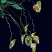 Lepanthes escobariana