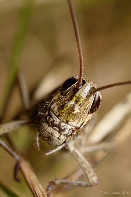 Field Grasshopper (Chorthippus brunneus)