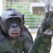 Bonobomädchen Banbo :'-( (Wilhelma)