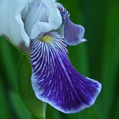 Iris