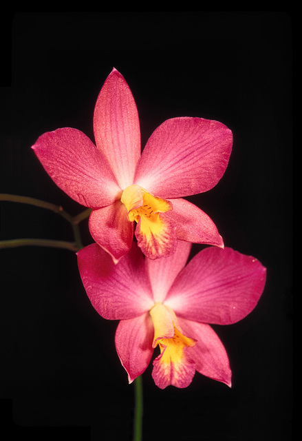 Laeliocattleya Mini Purple