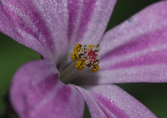 Herb-robert (Geranium robertianum)