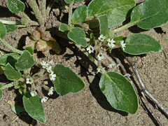 Small-flowered Sand-Verbena