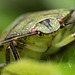 Green Shieldbug