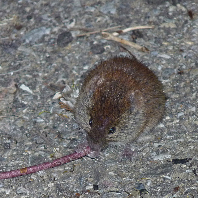 Southern Red-backed Vole