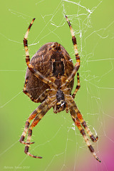 spider_008