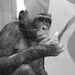 Bonobomädchen Banbo :'-( (Wilhelma)