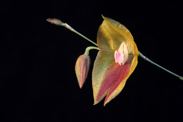 Lepanthes escobariana