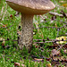 boletus_002