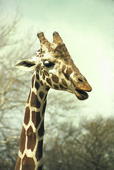 Giraffe