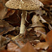 fungi_014