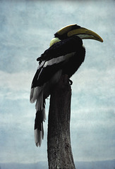 Hornbill