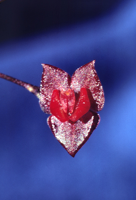 Lepanthes cochlearifolia