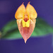 Lepanthes ophelma