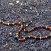 Coral Snake