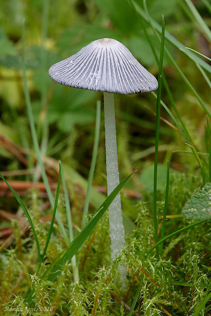 fungi_009