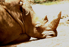 White Rhinocerus