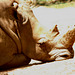 White Rhinocerus