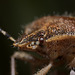 Dolycoris baccarum (Sloe Bug)