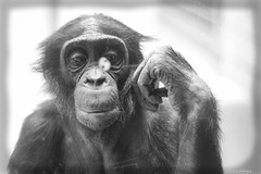 Bonobojunge Kasai (Wilhelma)