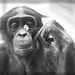 Bonobojunge Kasai (Wilhelma)