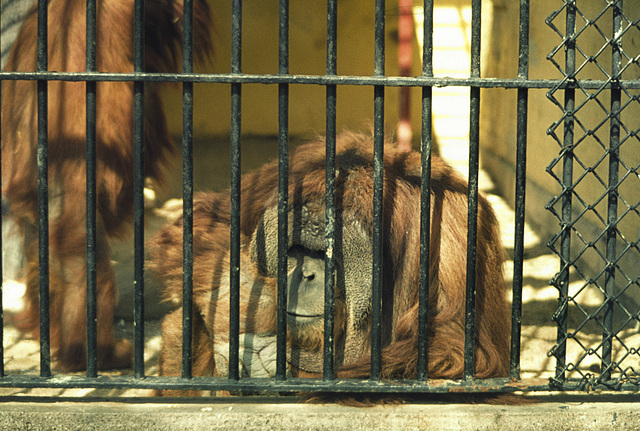 Bored Orangutan