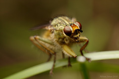 Dung Fly