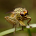 Dung Fly